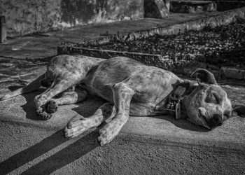 Köpeklerde Çöp Zehirlenmesi (Garbage Poisoning)