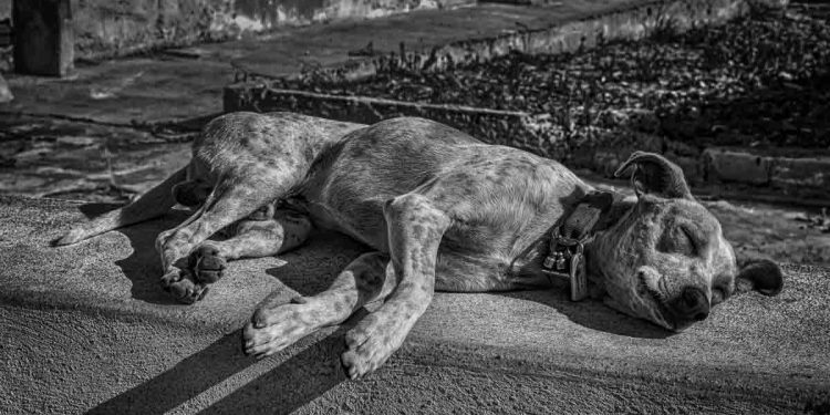 Köpeklerde Çöp Zehirlenmesi (Garbage Poisoning)