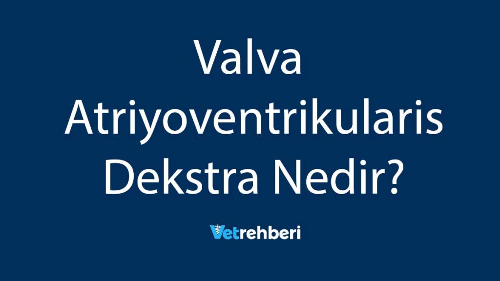 Valva Atriyoventrikularis Dekstra Nedir?