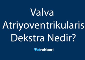 Valva Atriyoventrikularis Dekstra Nedir?