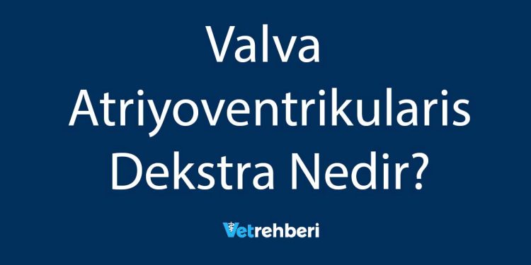 Valva Atriyoventrikularis Dekstra Nedir?