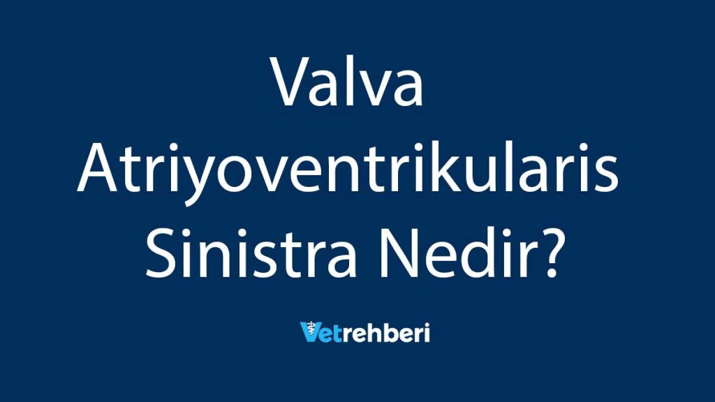 Valva Atriyoventrikularis Sinistra Nedir?