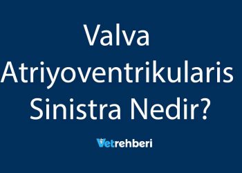 Valva Atriyoventrikularis Sinistra Nedir?