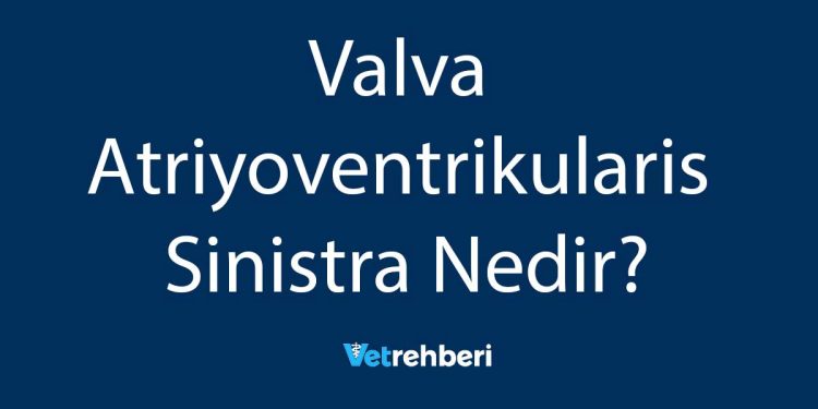 Valva Atriyoventrikularis Sinistra Nedir?