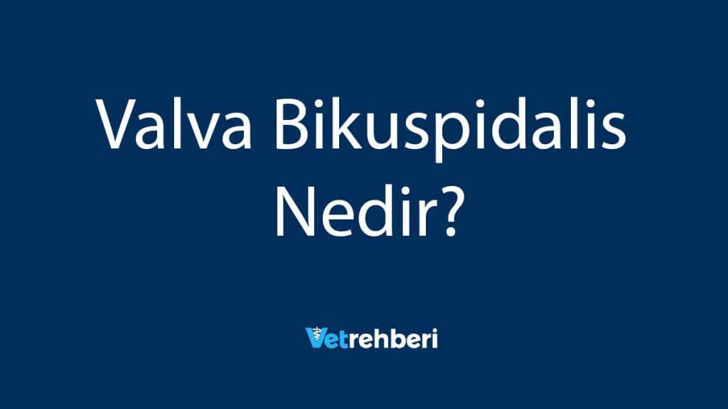 Valva Bikuspidalis Nedir?