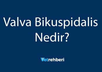 Valva Bikuspidalis Nedir?