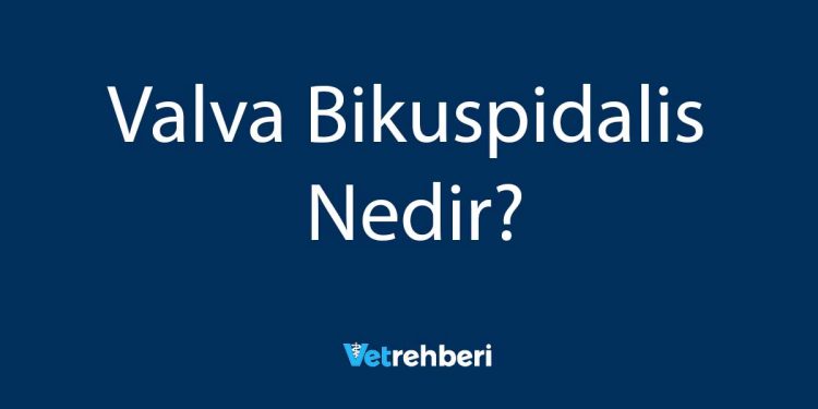 Valva Bikuspidalis Nedir?