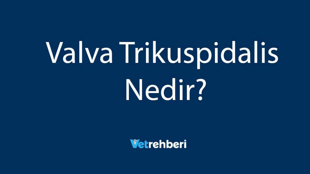 Valva Trikuspidalis Nedir?