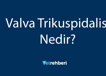 Valva Trikuspidalis Nedir?