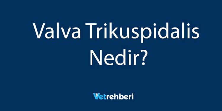 Valva Trikuspidalis Nedir?