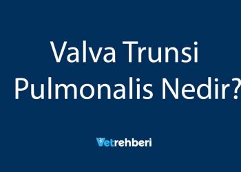 Valva Trunsi Pulmonalis Nedir?