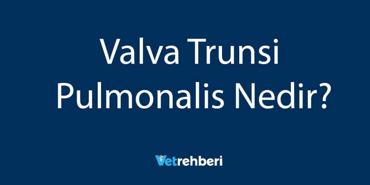 Valva Trunsi Pulmonalis Nedir?