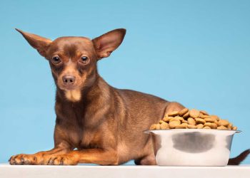 Yetişkin Köpek Maması Yavru Köpeklere Verilir mi?