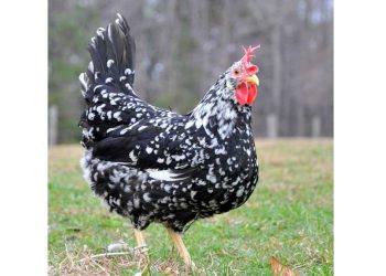 Ancona Tavuk Irkı ve Özellikleri