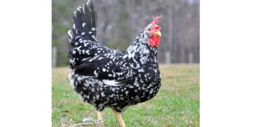 Ancona Tavuk Irkı ve Özellikleri