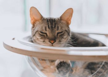 Kediler İçin Hangi Meyveler Yararlı? Hangi Meyveler Zehirlidir?