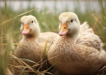 Ördek ve Ördekler Hakkında Bilgiler