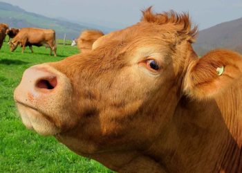 Süt ve Et Üretiminde Zincirleme Kaza