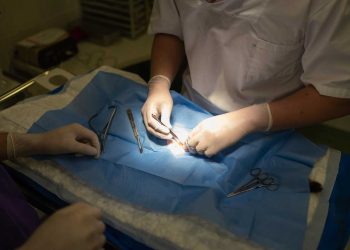 Türk Veteriner Hekimliğinde Başlıca Dönüm Noktaları