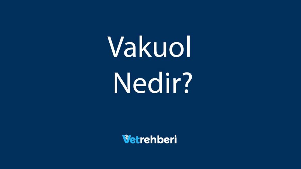 Vakuol Nedir?