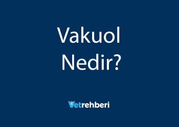 Vakuol Nedir?