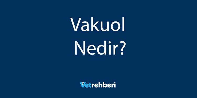 Vakuol Nedir?