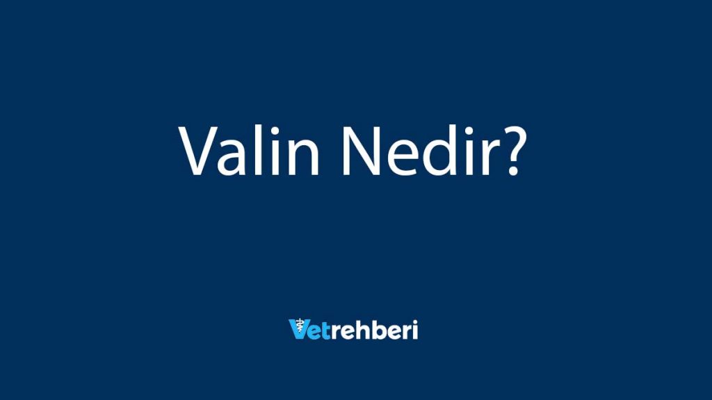 Valin Nedir?