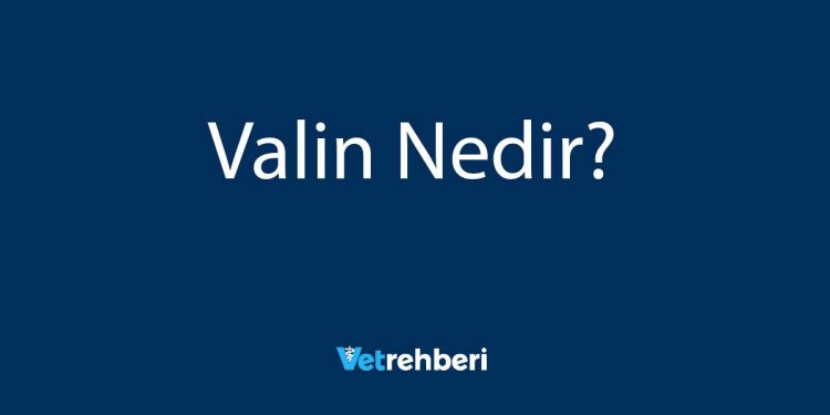 Valin Nedir?