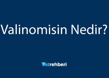 Valinomisin Nedir?