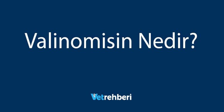 Valinomisin Nedir?