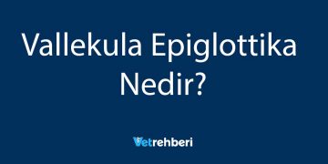 Vallekula Epiglottika Nedir?