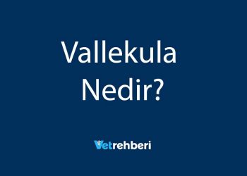Vallekula Nedir?