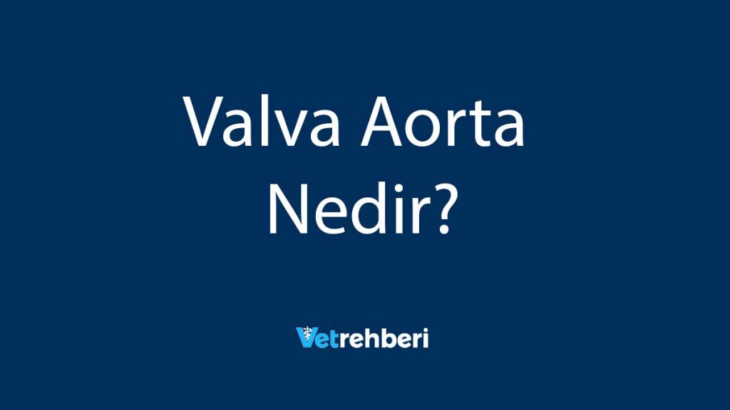 Valva Aorta Nedir?