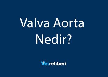 Valva Aorta Nedir?