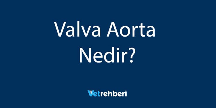 Valva Aorta Nedir?