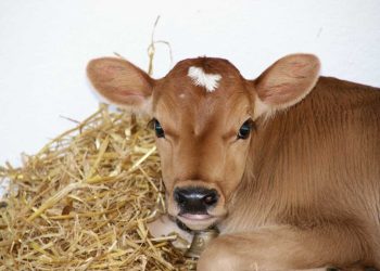 Buzağı Septisemisi