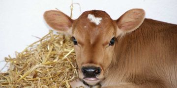 Buzağı Septisemisi