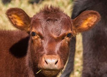 Buzağıları Mikroplar Öldürmez