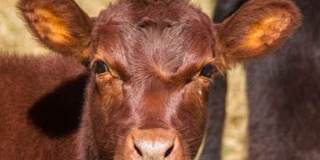 Buzağıları Mikroplar Öldürmez