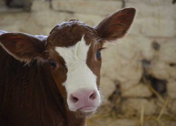 Buzağıların Ateşli Hastalıkları