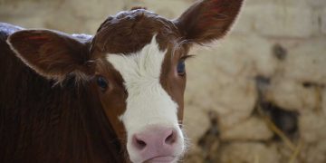 Buzağıların Ateşli Hastalıkları