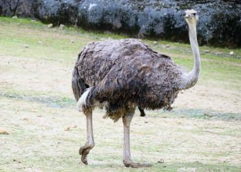 Deve Kuşu Yetiştiriciliği