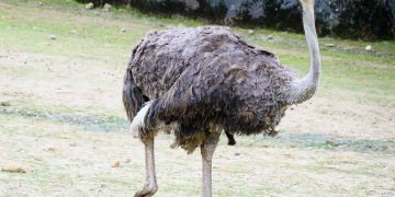 Deve Kuşu Yetiştiriciliği