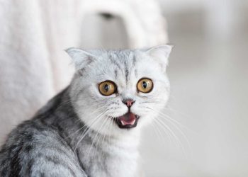 Kedilerde Davranış Problemleri ve Çözümleri