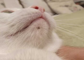 Kedilerin Çenelerinin Altında Beliren Siyah Noktalar