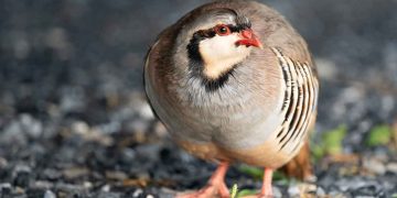 Keklik Yetiştiriciliği