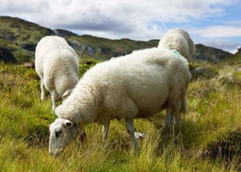 Koyunlarda Sindirim Sistemi ve Özellikleri