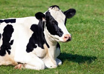 Sığır Irklarımızın Islahı