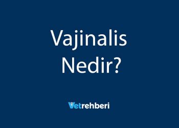 Vajinalis Nedir?