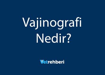 Vajinografi Nedir?